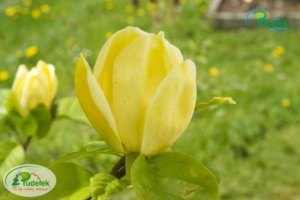 Magnolia Yellow Bird